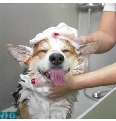Is Showering with Your Dog Weird?