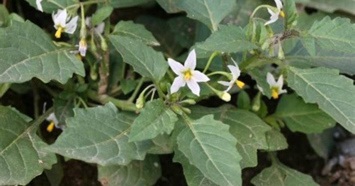 Is Solanum Ptychanthum Edible?