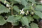 Is Solanum Ptychanthum Edible?
