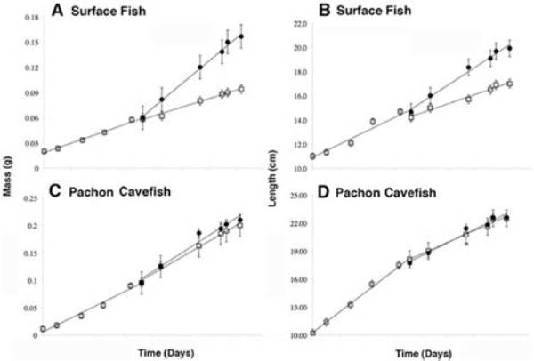 Is Stunted Growth Reversible?