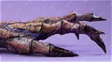 Is the Alien Claw Coming Alive in “Invasion? ”