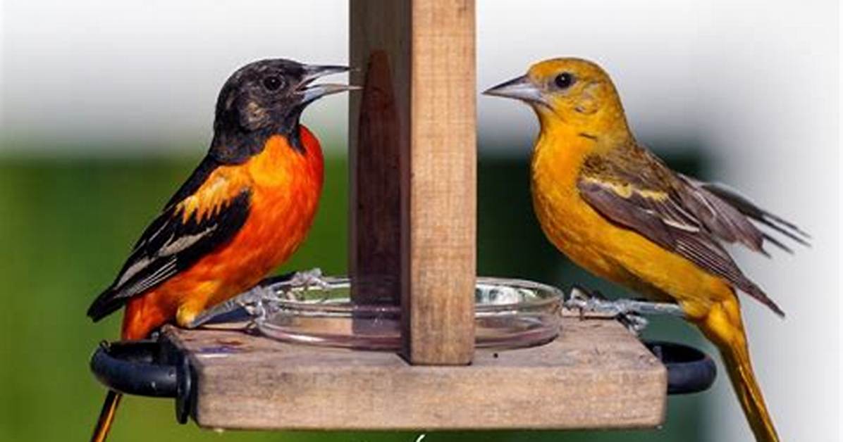 Is the Bird Really the Word?