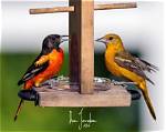 Is the Bird Really the Word?