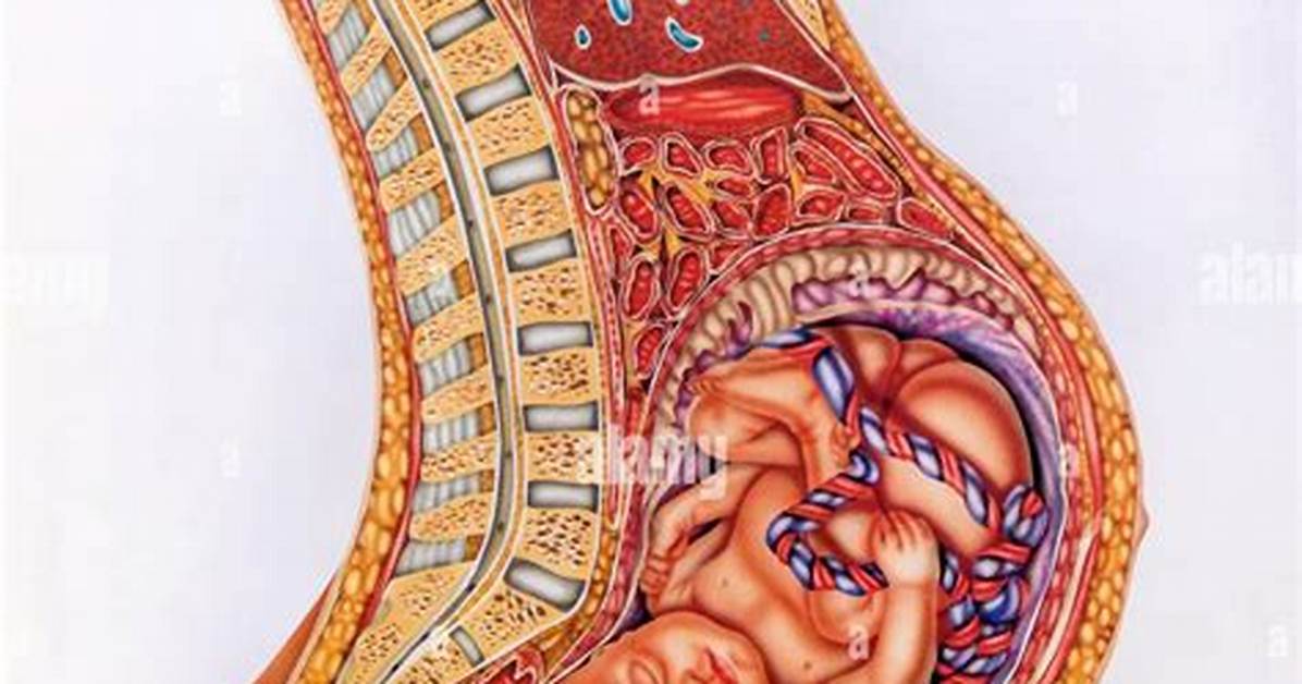 Is the Mother's Belly Button Connected to the Baby?
