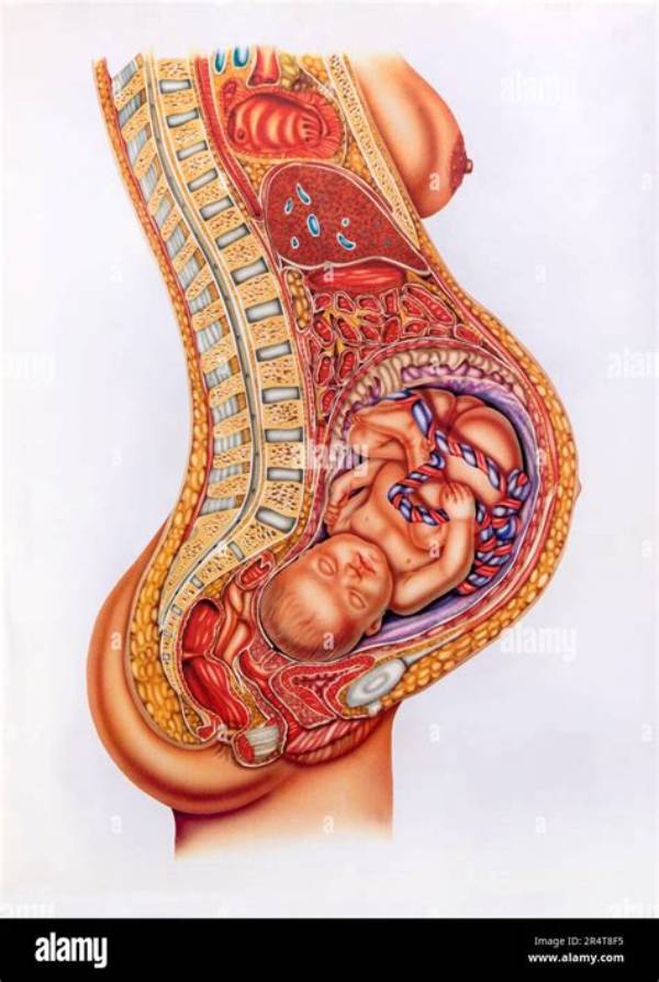 Is the Mother's Belly Button Connected to the Baby?