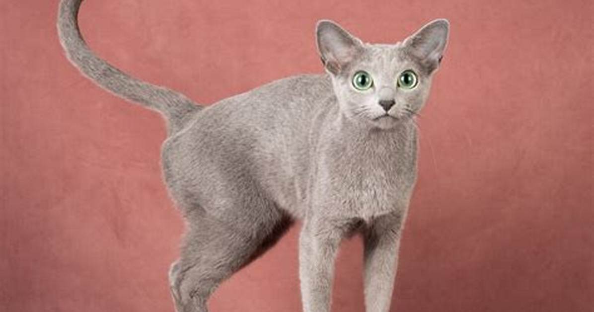 Is the Russian Blue Rare?