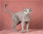 Is the Russian Blue Rare?