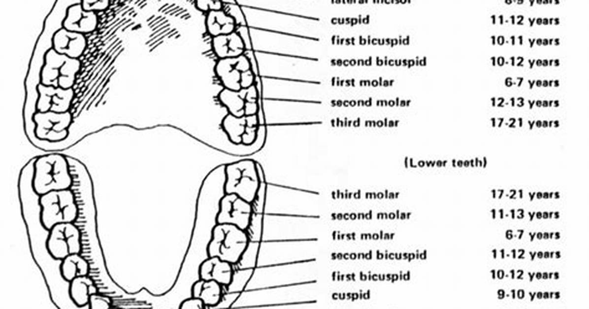 Is There 4 Year Molars?