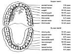Is There 4 Year Molars?