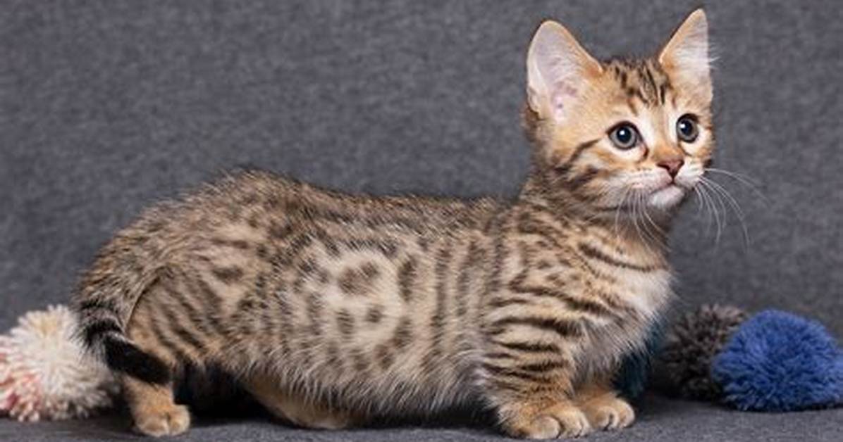 Is There a Mini Cat?