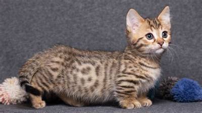 Is There a Mini Cat?