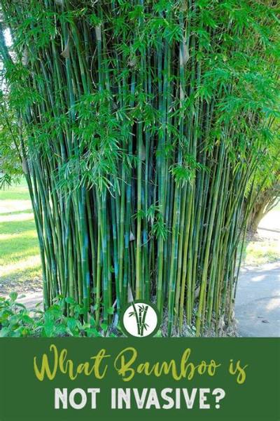 Is There a Non Invasive Bamboo?