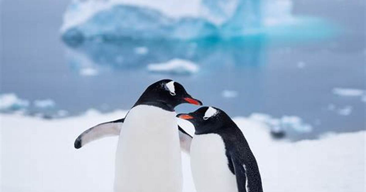 Is There a Place to Hug Penguins?