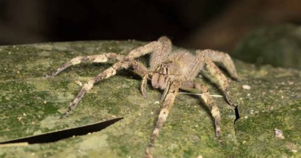 Is There a Spider That Can Paralyze You?