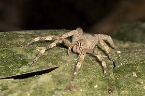 Is There a Spider That Can Paralyze You?