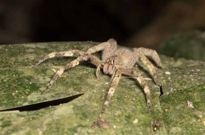 Is There a Spider That Can Paralyze You?