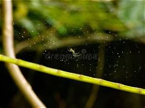 Is There a Spider Without Eyes?