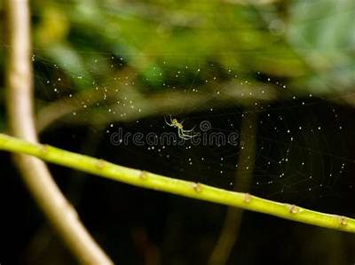 Is There a Spider Without Eyes?