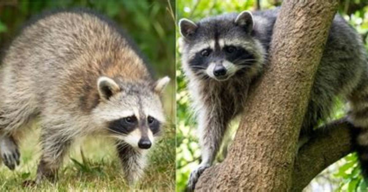 Is There Raccoons in Alberta?