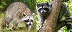Is There Raccoons in Alberta?