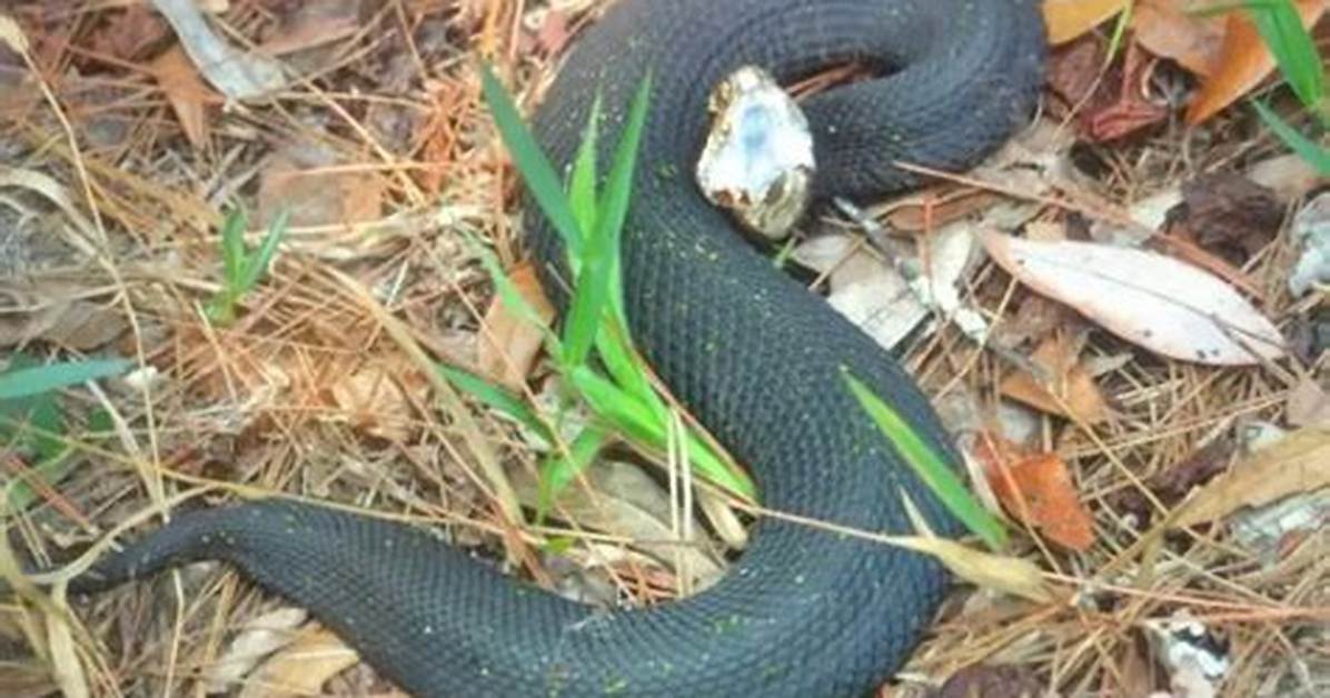 Is There Water Moccasins in Indiana?