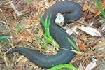 Is There Water Moccasins in Indiana?