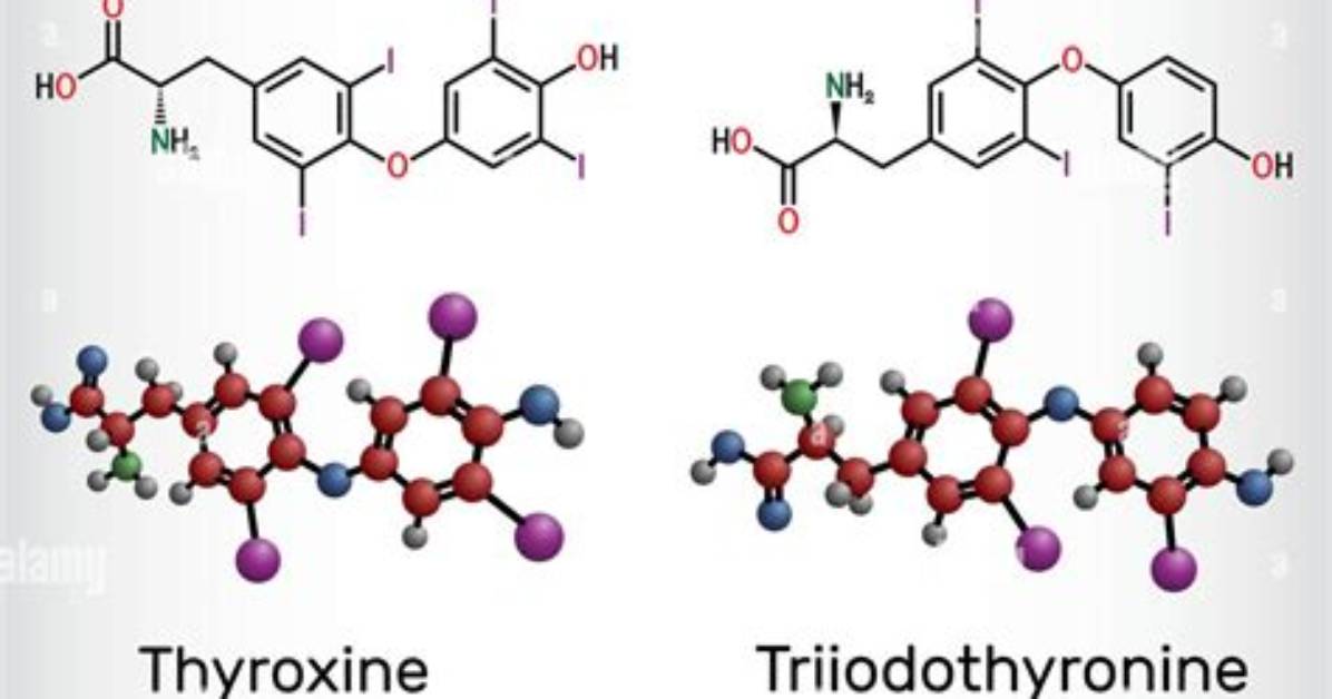 Is Thyroxine T4 or T3?