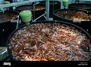 Is Tilapia Raised in Sewage?