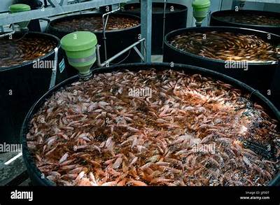 Is Tilapia Raised in Sewage?