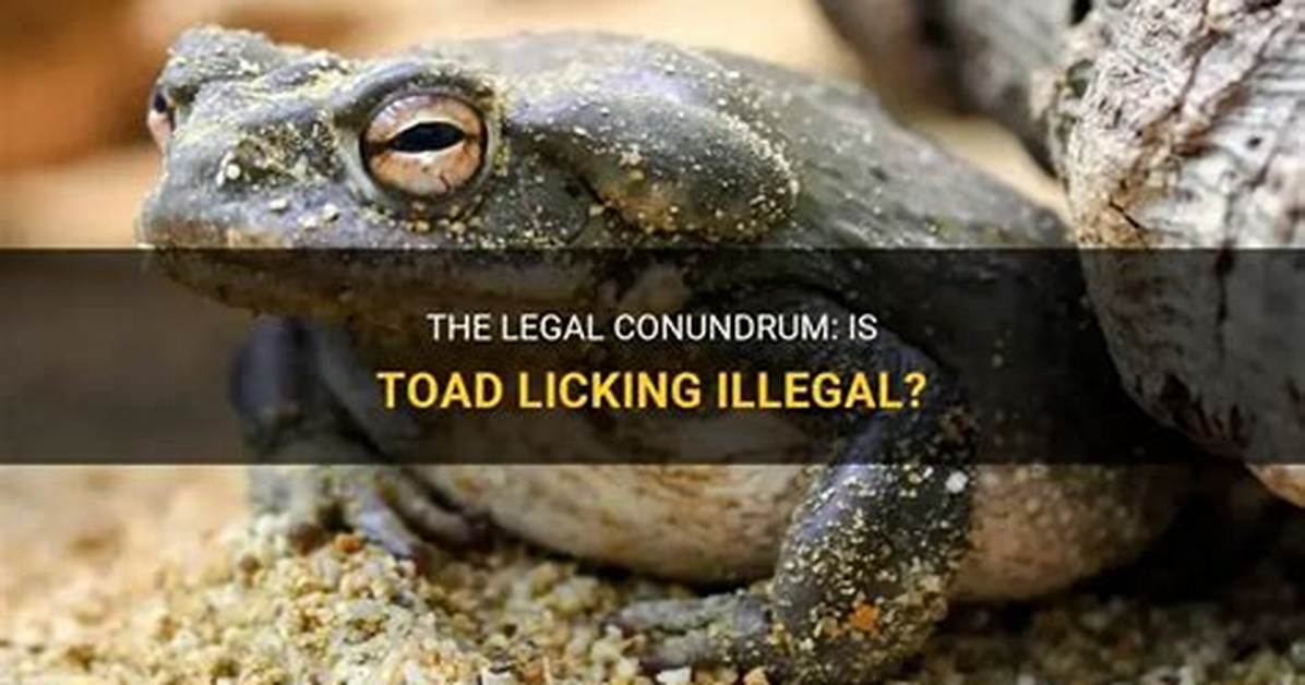 Is Toad Licking Illegal?
