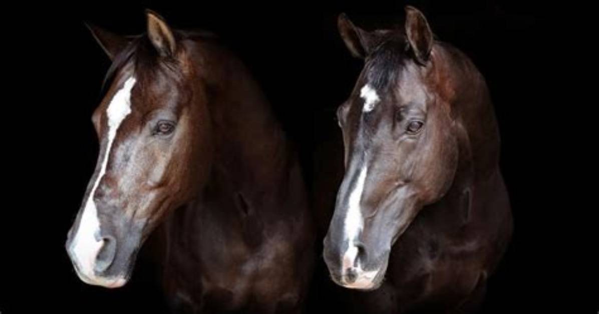 Is Valegro a Head Shaker?