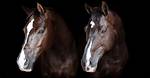 Is Valegro a Head Shaker?