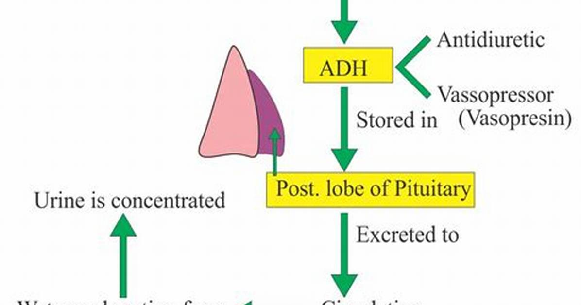 Is Vasopressin an Antidiuretic Hormone?