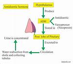 Is Vasopressin an Antidiuretic Hormone?
