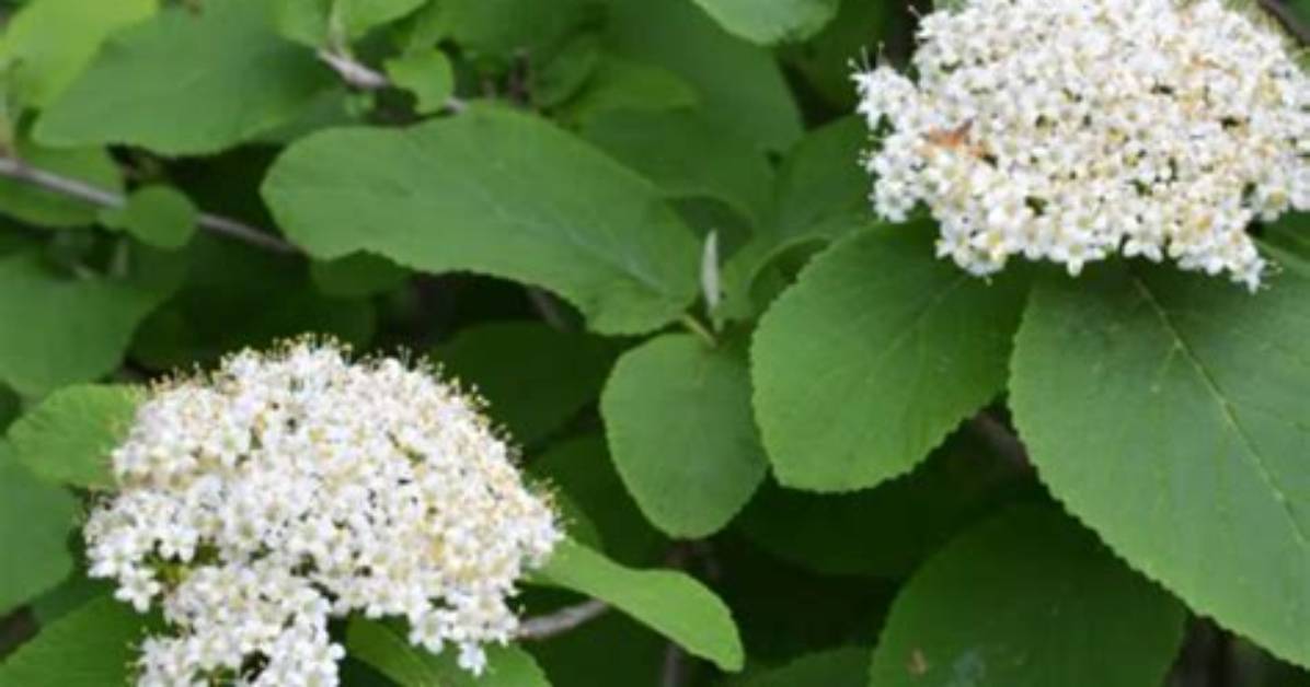 Is Viburnum Deer Resistant?