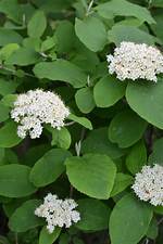 Is Viburnum Deer Resistant?