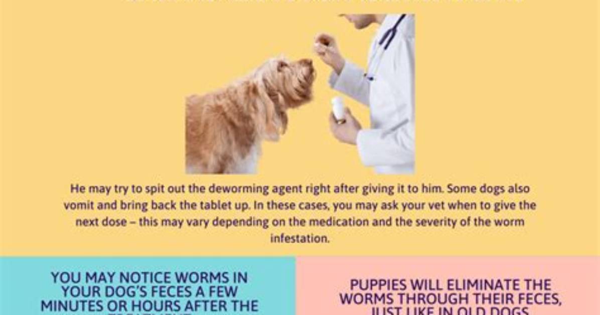 Is Worming a Dog Necessary?