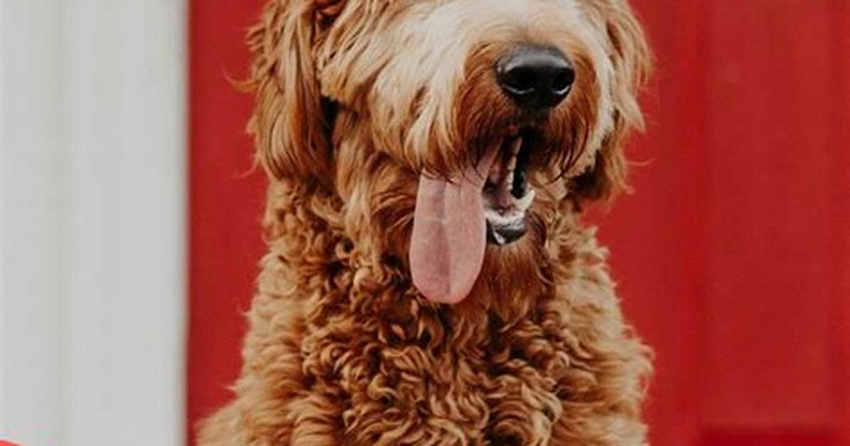 Is Your Goldendoodle Smelly Here S Why and How to Fix It