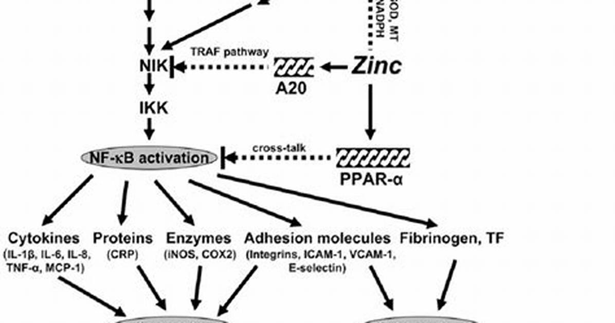 Is Zinc an Anti Inflammatory?