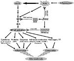 Is Zinc an Anti Inflammatory?