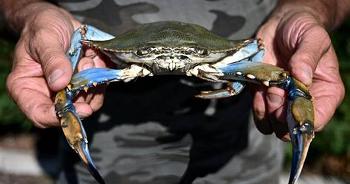 Italy's Clam Farmers Fear Blue Crab 'Invasion'