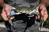 Italy's Clam Farmers Fear Blue Crab 'Invasion'