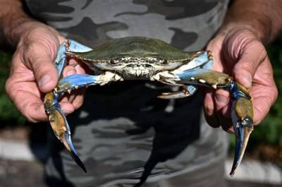 Italy's Clam Farmers Fear Blue Crab 'Invasion'