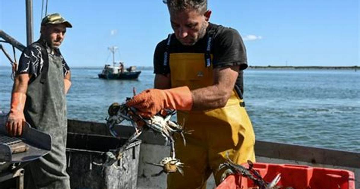 Italy S Clam Farmers