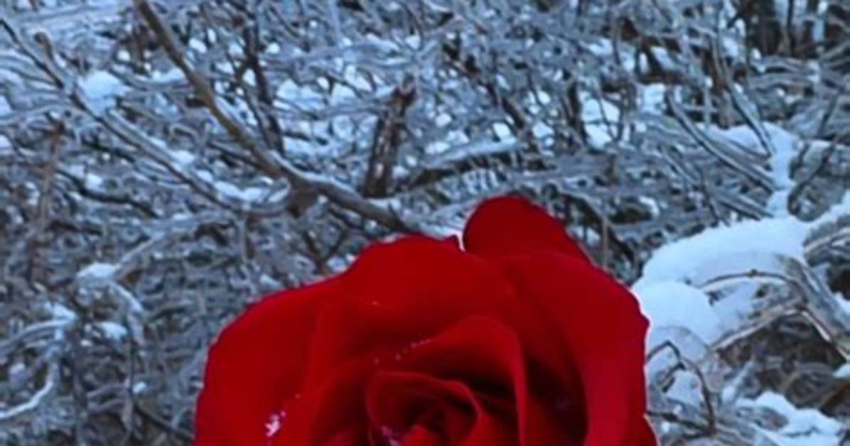 January Rose: the Timeless Beauty of Winter's Delicate Bloom