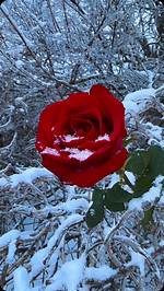 January Rose: the Timeless Beauty of Winter's Delicate Bloom