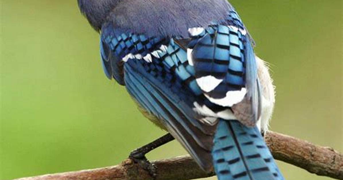Jay