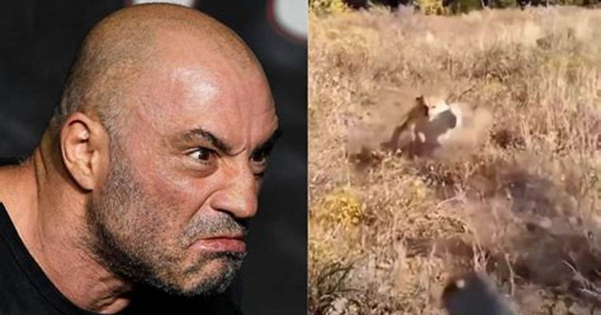 Joe Rogan's Shocking Encounter with Death