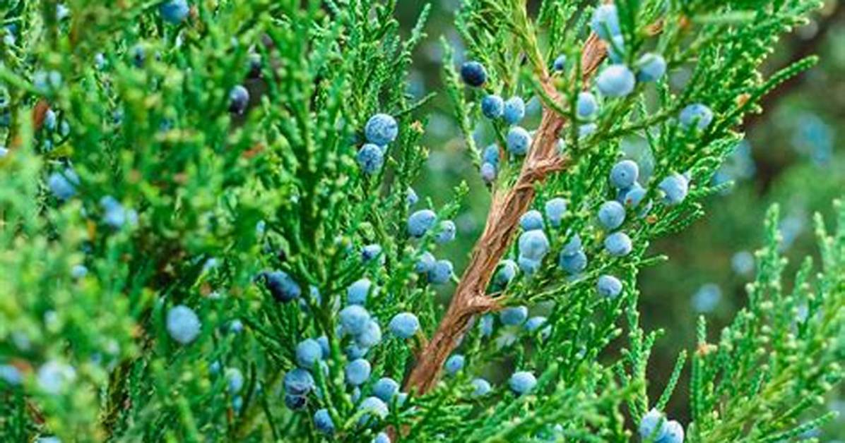 Juniper as A