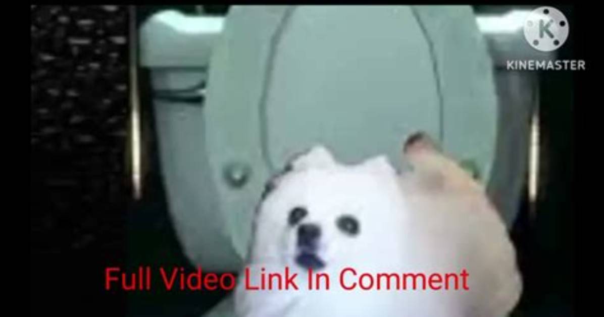 Kirby Dog Video Full: Hilarious Compilation!